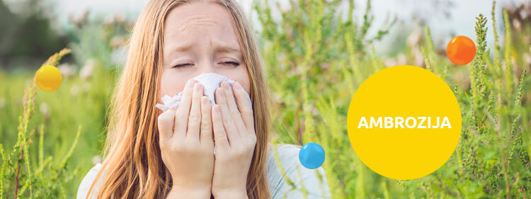 Alergija na ambroziju